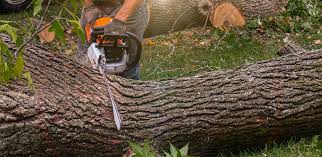 Reliable Dorothy, NJ  Tree Services Solutions